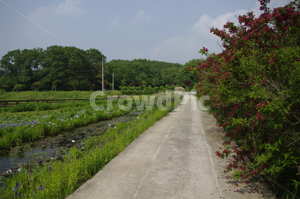초록,신록,나무,식물,plant,길,풍경,자연,풍경,nature,landscape,road,도로