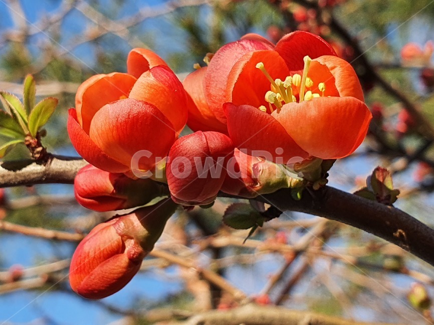 봄,봄꽃,봄소식,명자,예쁜꽃,plant,식물,꽃나무