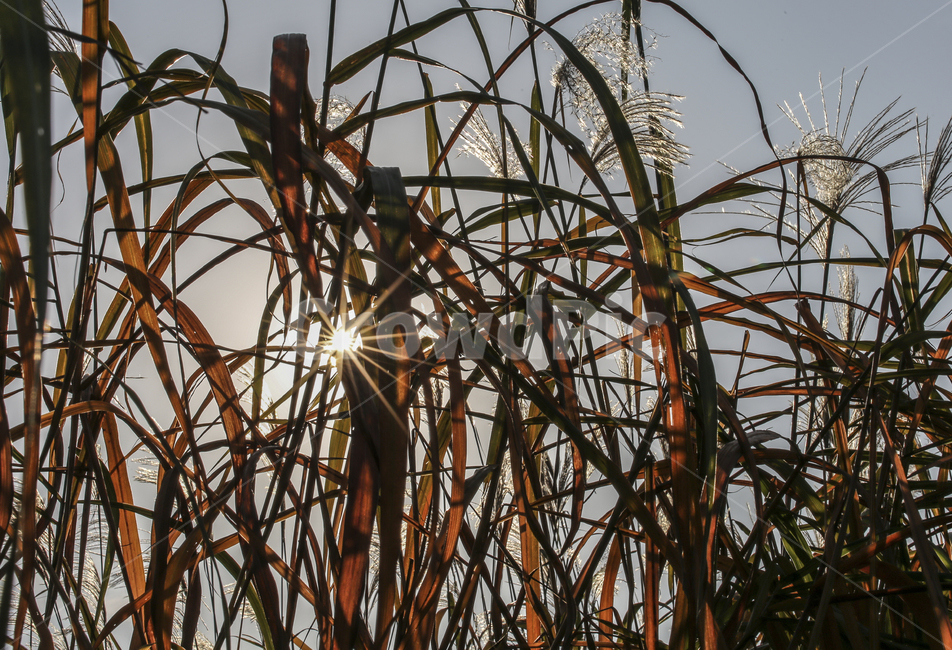 갈대밭,빛갈림,가을풍경,갈대,햇빛,reed,light,가을,계절,fall,autumn,season,plant,식물,grass,잔디