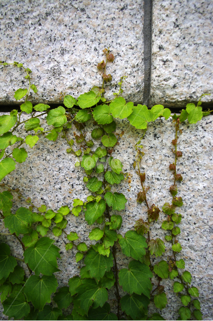넝쿨,벽,돌,초록,잎,식물,식물,자연,plants,nature