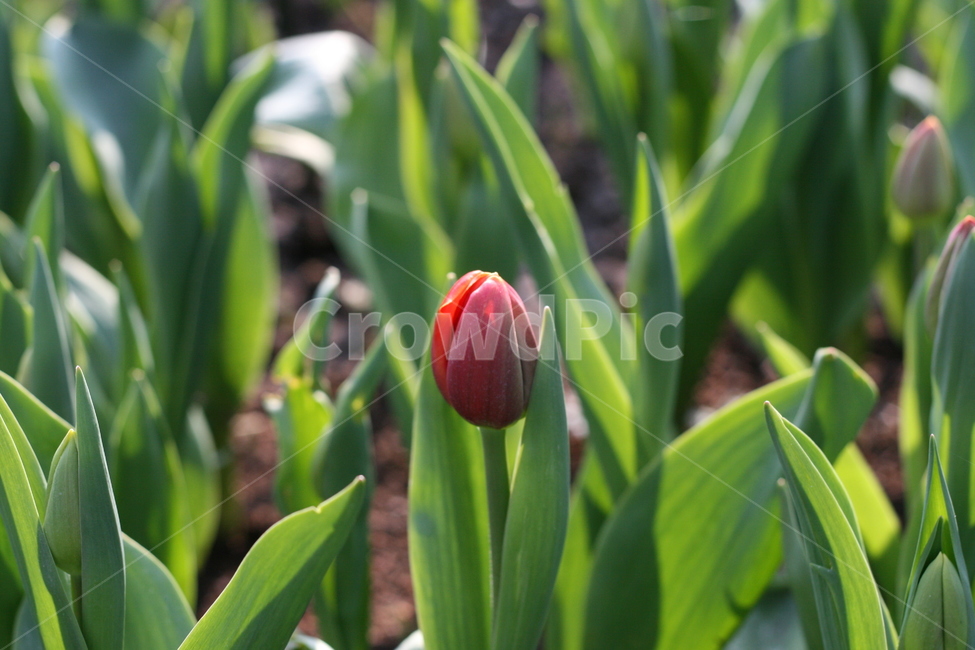 꽃,정원,튤립축제,식물,꽃밭,튤립,flower,garden,tulip,식물,자연,plants,nature,꽃,flower