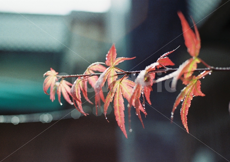 비,단풍나무,감성사진,필름사진,비오는날,풍경,일상사진,식물,가을,계절,fall,autumn,season,비,비오는날,rain,rainy,감성,sensible,feeling,leaf,잎,plant,tree,나무,maple,단풍