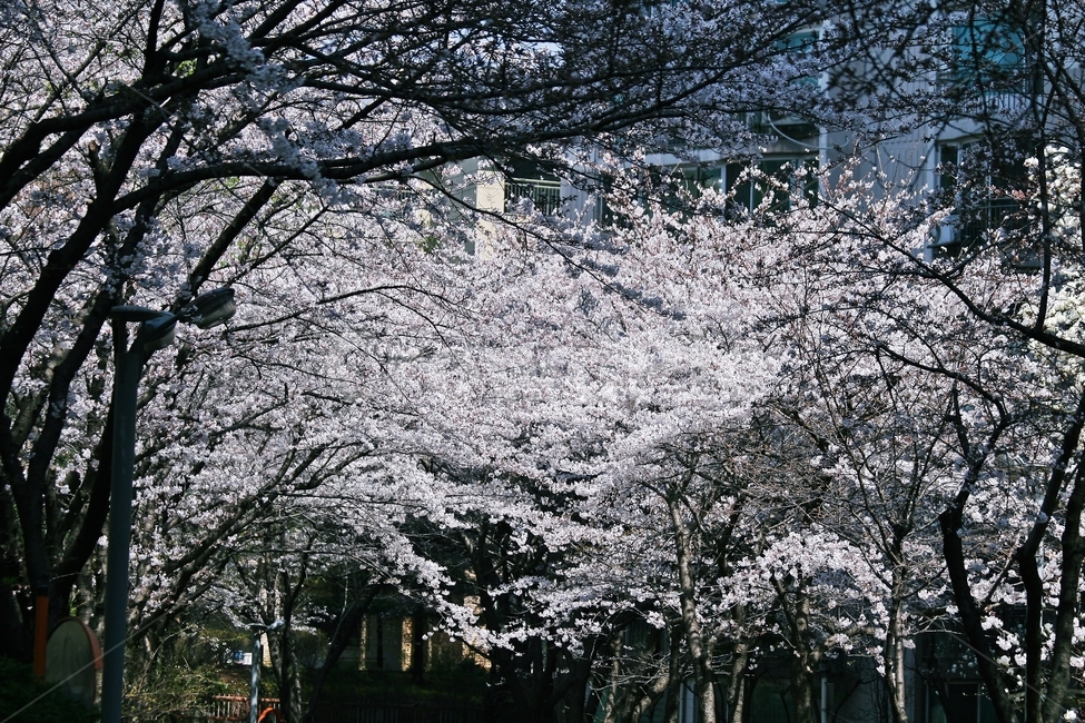 flower,blossom,plant,꽃,식물