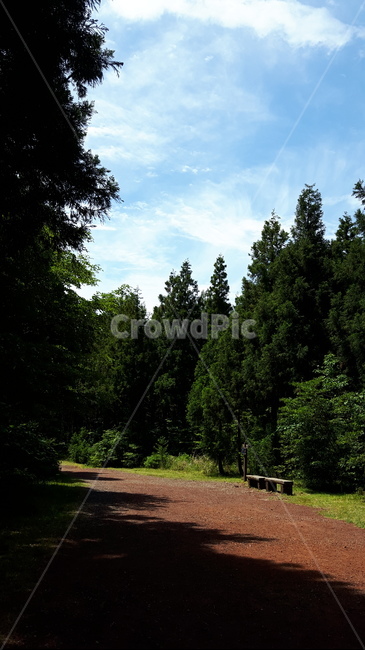 tree,나무,전나무,fir,plant,식물,abies,아비,자연,풍경,nature,landscape