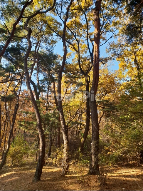 가을풍경,단풍,단풍놀이,가을감성,소나무,융릉,건릉,산책로,숲,나무,낙엽,가을,계절,fall,autumn,season,식물,자연,plants,nature,나무,trees,wood,tree,tree trunk,나무 줄기,plant