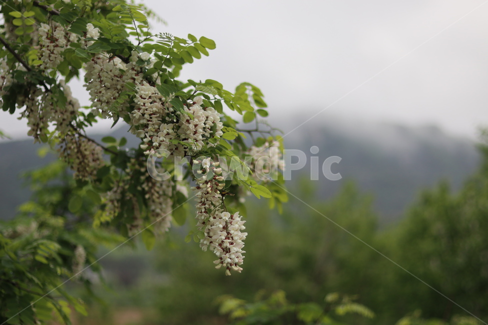 아카시아꽃,흰색,봄,흐림,향기,식물,자연,plants,nature,꽃,flower