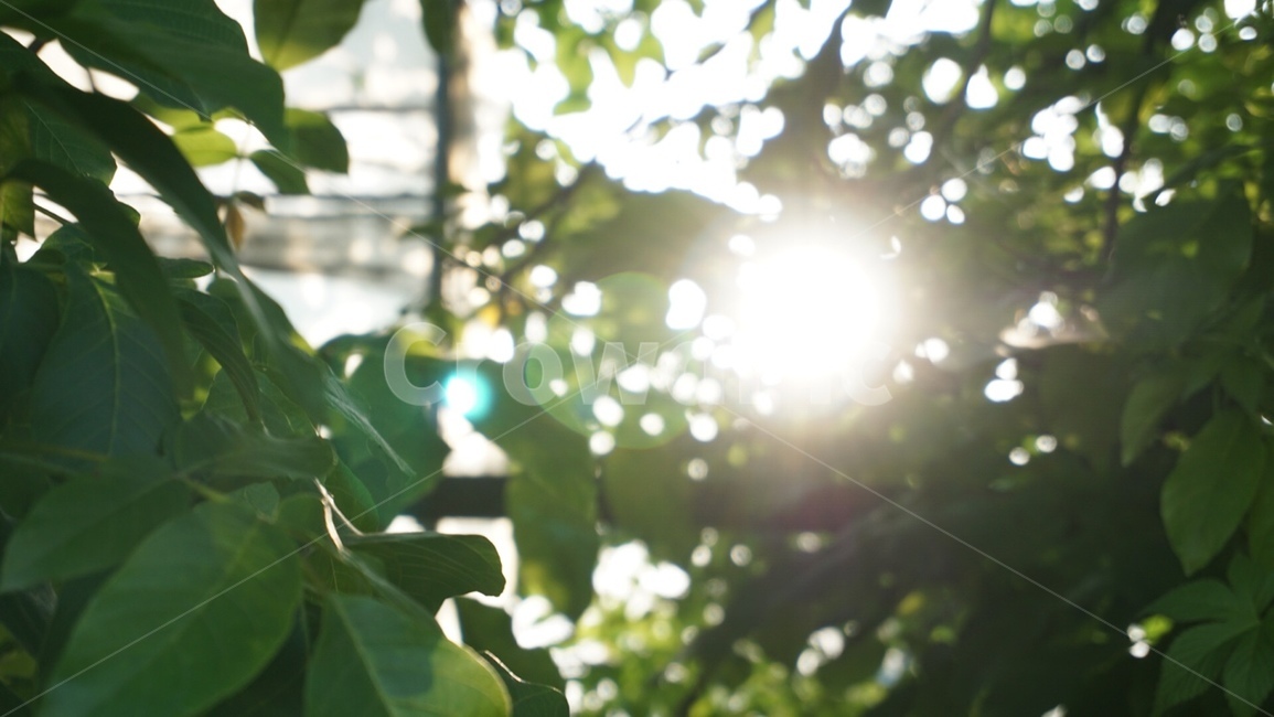 햇살,햇빛,나무,나뭇잎,sunshine,아침,태양,자연,빛,초록,morning,sun,leaf