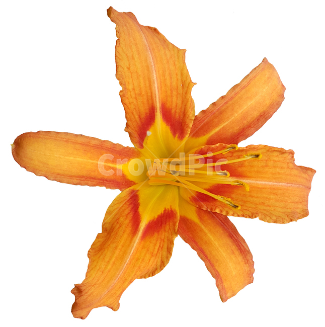plant,식물,꽃,백합,flower