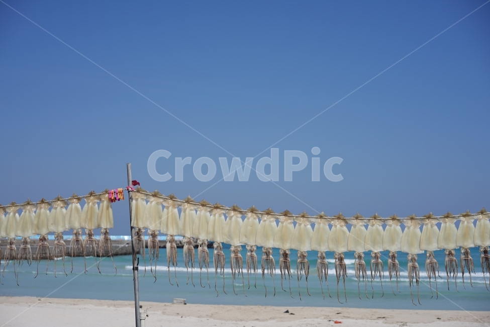 오징어,오징어말리기,하늘,파란,바다,제주도,건조,해변,바다,beach,sea,음식,식재료,요리,food,cook,meal,dishes,food reserves,수산물,해산물,fishery products,seafood,산업,industry,industrial,어업,fishery,fishing industry
