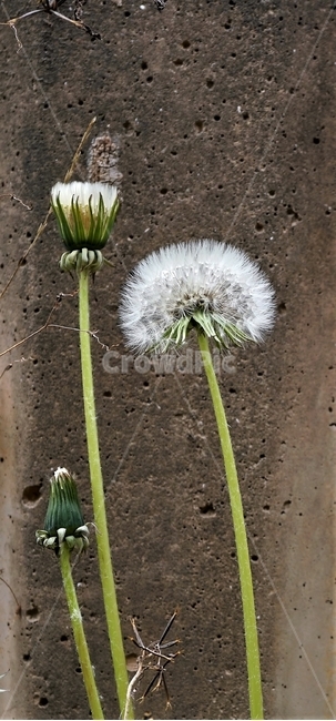 꽃,민들레,노랑,자연,식물,dandelion,flower,spring,봄,plant