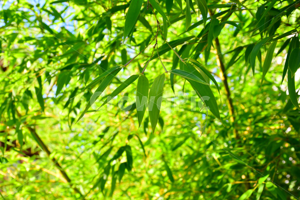 대나무,상록수,나무,사군자,죽림,잎새,푸르른,녹색,그린,초록,댓잎,줄기,대나무숲,잎사귀,식물,자연,plants,nature