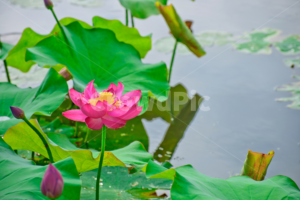 연꽃,연못,여름,꽃,아름다움,식물,자연,plants,nature,꽃,flower