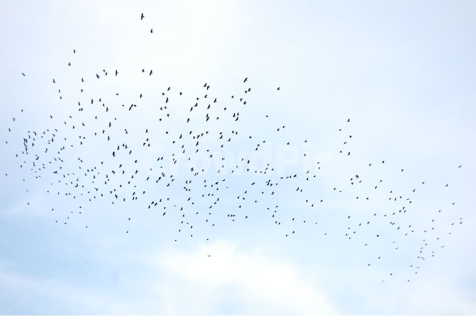 자연,철새,하늘,구름,nature,migrant,bird,sky,cloud,풍경,블루,blue,동물,animal,조류,새,birds