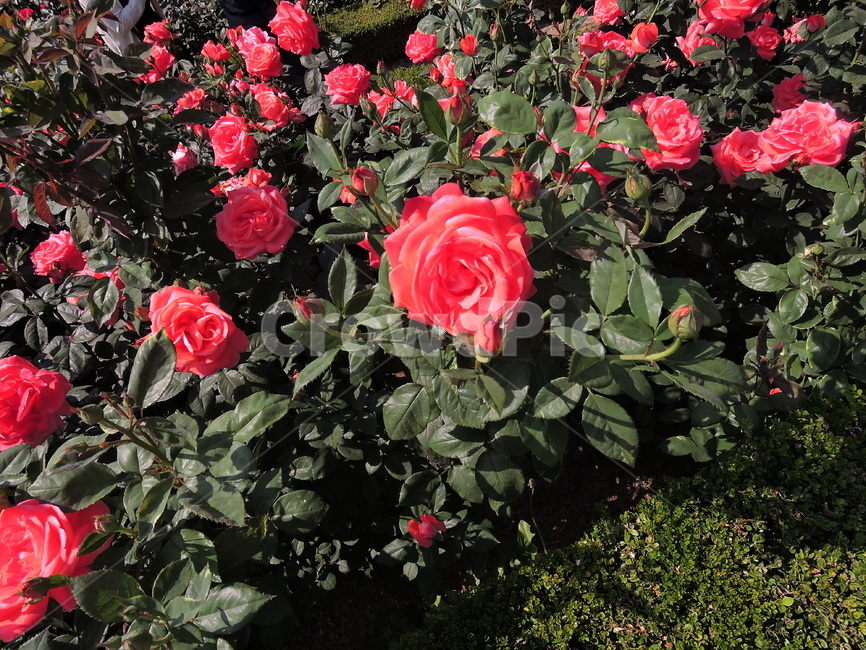 장미,장미축제,foewer,식물,rose,꽃축제,봄꽃축제,가든,화원,장미원,식물,자연,plants,nature,꽃,flower