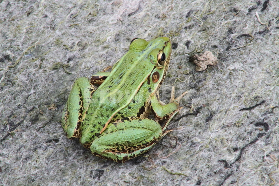 개구리,양서류,동물,토종개구리,frog,동물,animal,파충류,양서류,reptile,amphibian