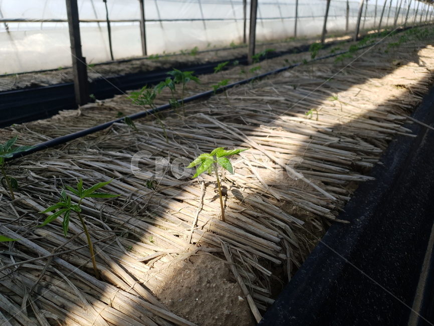 빛,새싹,인삼,씨앗,차광막,식물,자연,plants,nature