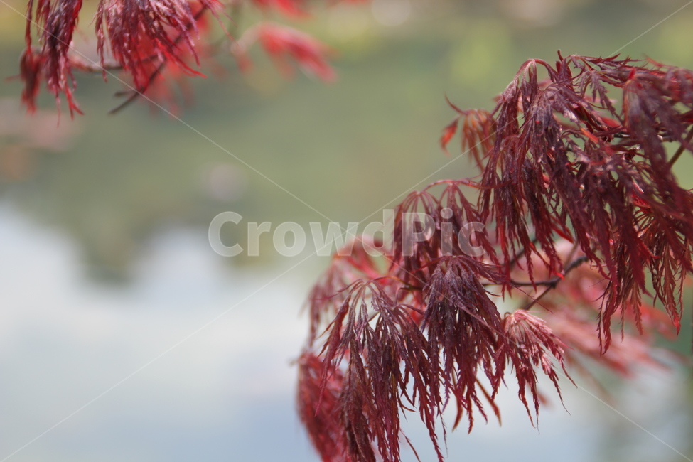 배경,배경화면,단풍,호수,연못,가을,계절,fall,autumn,season,plant,식물,leaf,잎,tree,나무