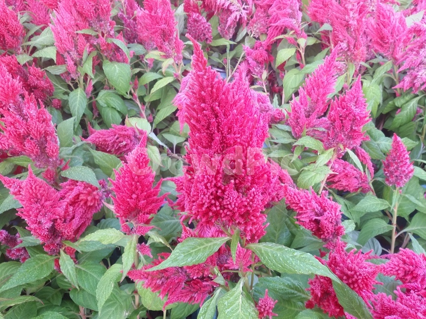 식물,plant,flower,꽃,자연,식물,자연,plants,nature,꽃,flower