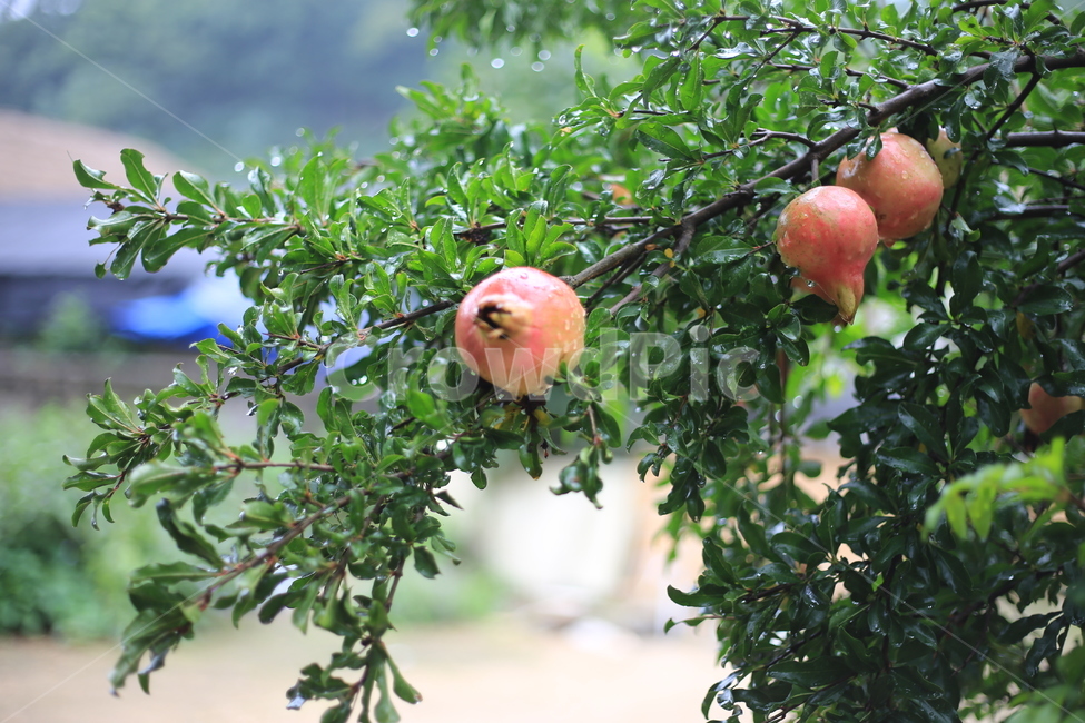 석류,음식,과일,열매,나무,과일,열매,fruit,농업,농사,agriculture,farming,farming industry