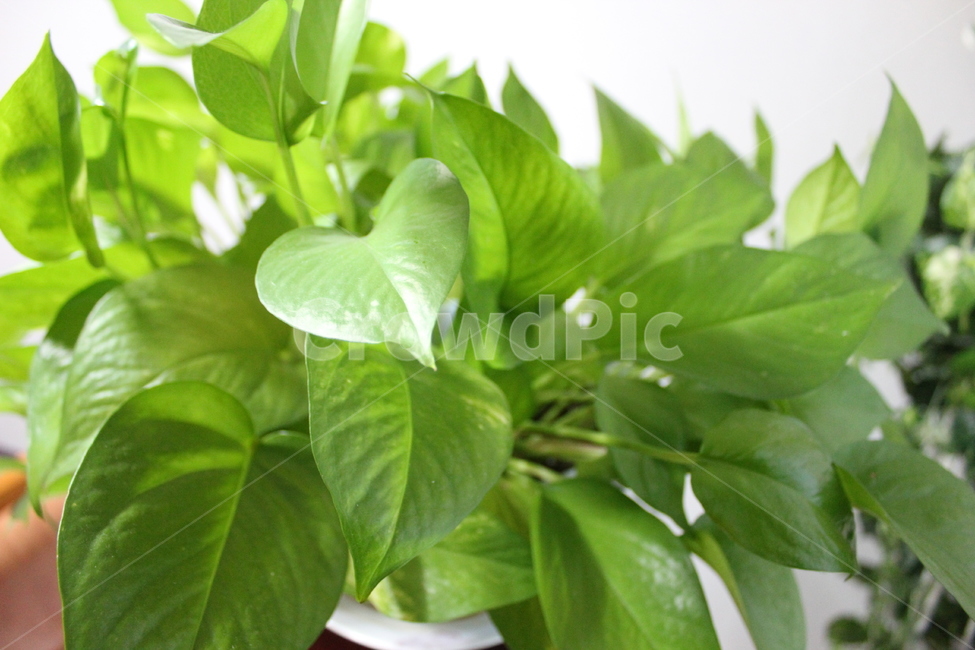 덩굴식물,실내,leaf,잎,plant,식물,원예,화초,화훼,녹색,잎사귀