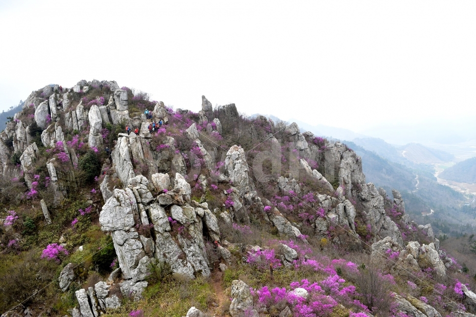 주작산,덕룡산,진달래,풍경,기암,바위,비경,봄풍경,분홍색,진달래꽃,강진,명산,산행,등산,마운틴,자연,풍경,nature,landscape,봄,계절,spring,season,outdoors,옥외,plant,식물