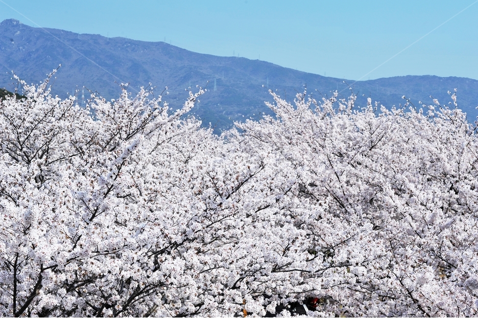 봄,벚꽃,계절,산,봄꽃,사쿠라,식물,나무,꽃나무,하얀꽃,봄,계절,spring,season,자연,풍경,nature,landscape,식물,plants,꽃,flower,나무,trees,wood,outdoors,옥외,plant,ice,빙