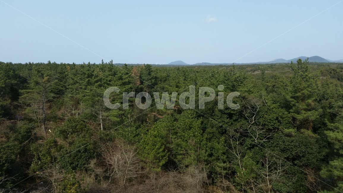 숲,하늘,나무,자연,곶자왈,forest,wood,grove,덤불숲,삼림지,woodland,thicket,깊은숲,삼림