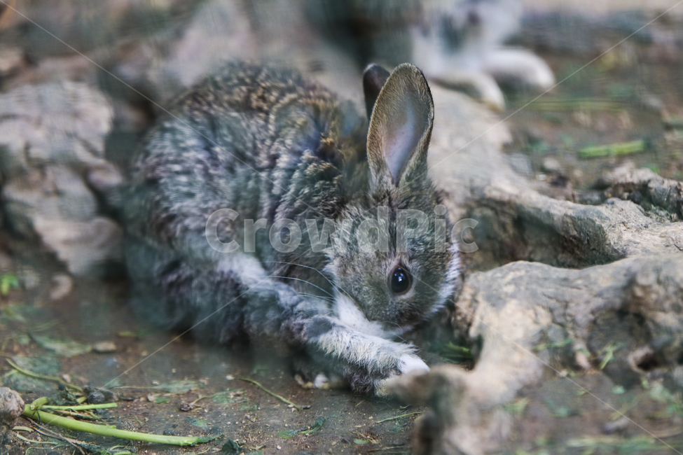 토끼,동물,철조망,동물농장,rabbit,동물,animal,포유류,mammal