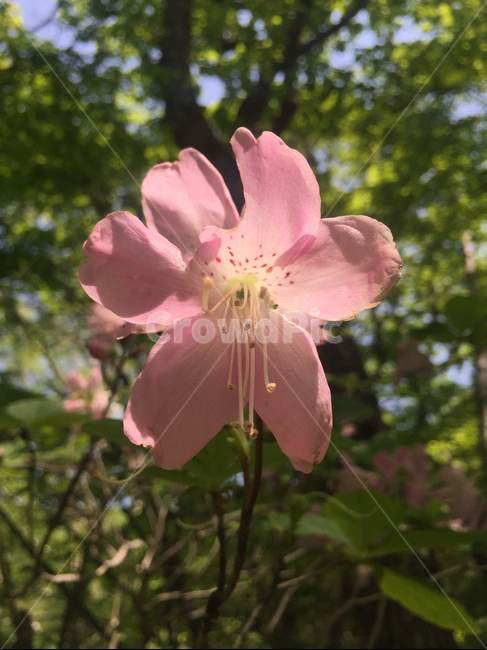 봄,들꽃,분홍꽃,진달래,flower,꽃,blossom