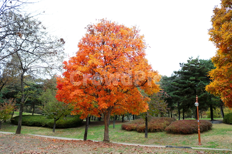 나무,복자기,복자기나무,식물,단풍,가을,자연,가을,계절,fall,autumn,season,식물,자연,plants,nature,나무,trees,wood,tree,plant,maple