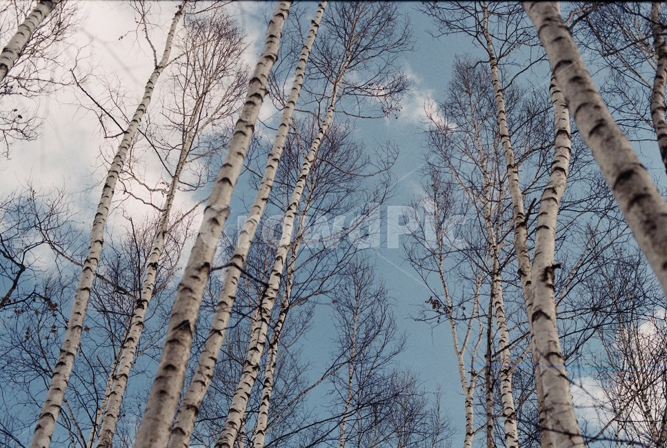 나무,하늘,맑은날씨,겨울,공허함,구름,필름사진,겨울나무,자연,풍경,nature,landscape,tree,plant,식물,tree trunk,나무 줄기