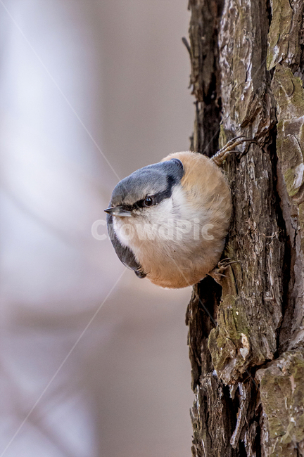 조류,새,동고비,참새목,자연,동물,animal,조류,새,birds