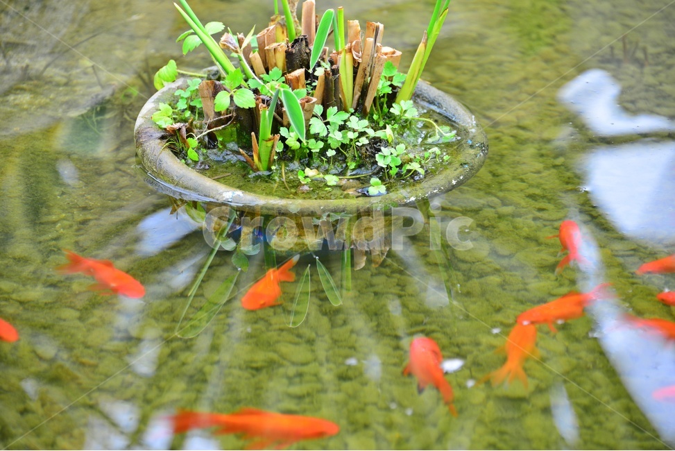 water,물,outdoors,옥외,nature,자연,animal,동물,fish,물고기,금붕어,화분,연못,plant,식물,cactus,선인장,다육,다육식물,관상식물,관상다육,다육이