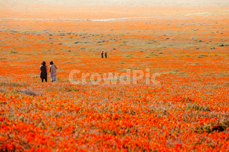 california,antelopevalley,랭캐스터,파피꽃,poppy,들,자연,풍경,nature,landscape