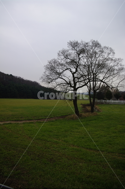 나무,풍경,초원,잔디,목장,자연,풍경,nature,landscape,식물,plants,나무,trees,wood,grass,plant,tree