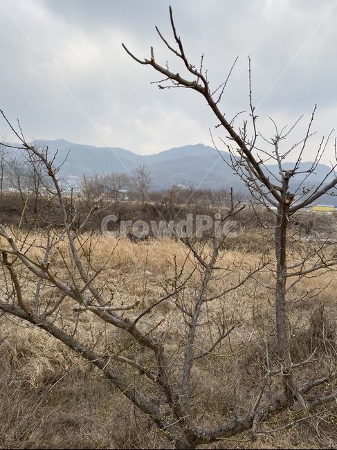 nature,자연,나무,가지,식물