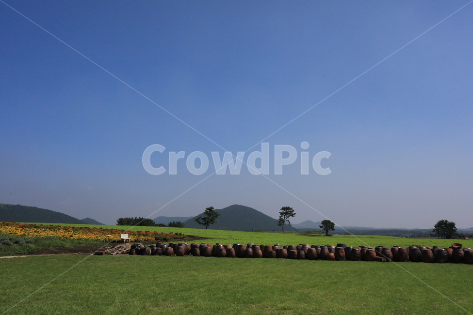 제주,풍경,초원,들판,꽃밭,flower,landscape,자연,풍경,nature,landscape,한국자연풍경,한국자연경관,korea nature landscape,제주도,jeju,jeju island,plant,식물,grass,잔디,field,들,outdoors,옥외,grassland,목초지
