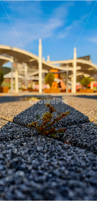 asphalt,아스팔트,잡초,weeds,자연,natural