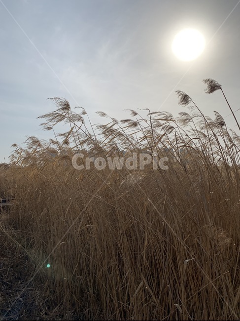 갈대,갈대습지,태양,식물,reed,배경,자연,plants,예쁜,nature,바탕
