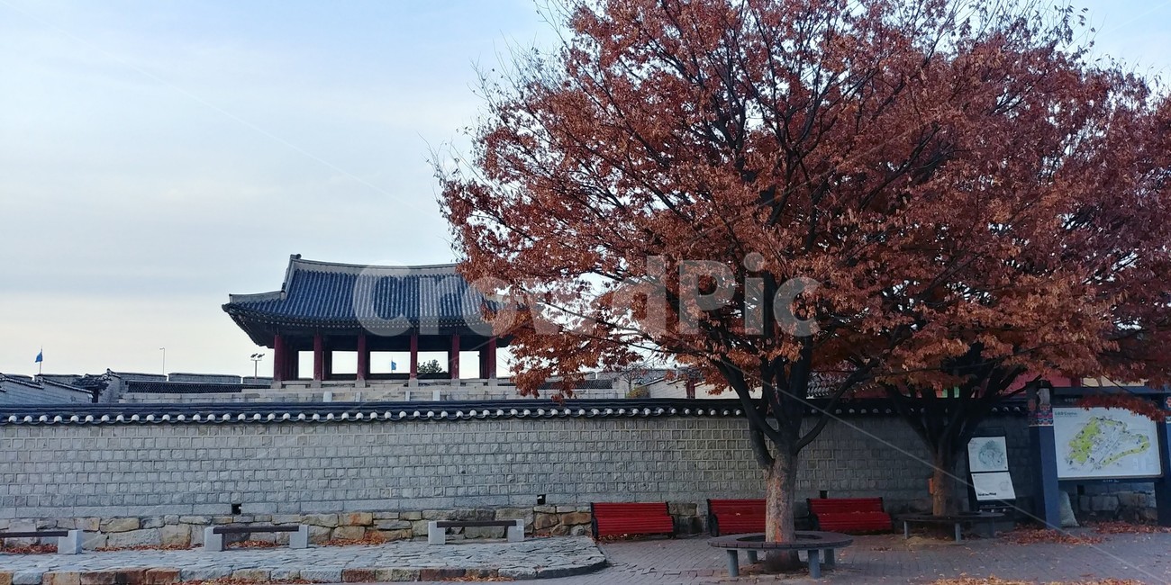 plant,기와,tree,나무,식물