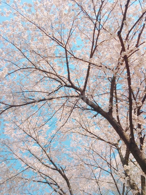 벚꽃,봄,자연,풍경,하늘,봄,계절,spring,season,식물,자연,plants,nature,꽃,flower,나무,trees,wood,plant,tree