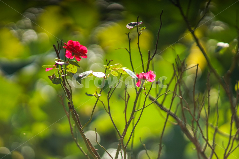 장미,나무,야생,꽃,식물,식물,자연,plants,nature,꽃,flower