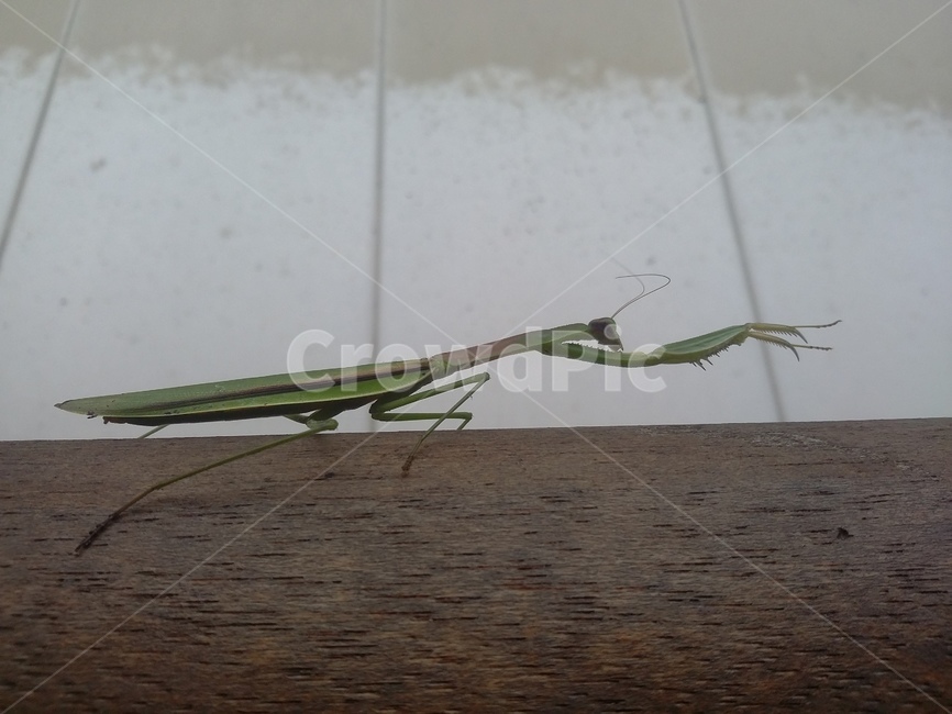 사마귀,동물,곤충,자연,insect,동물,animal,곤충,벌레,insect,bug