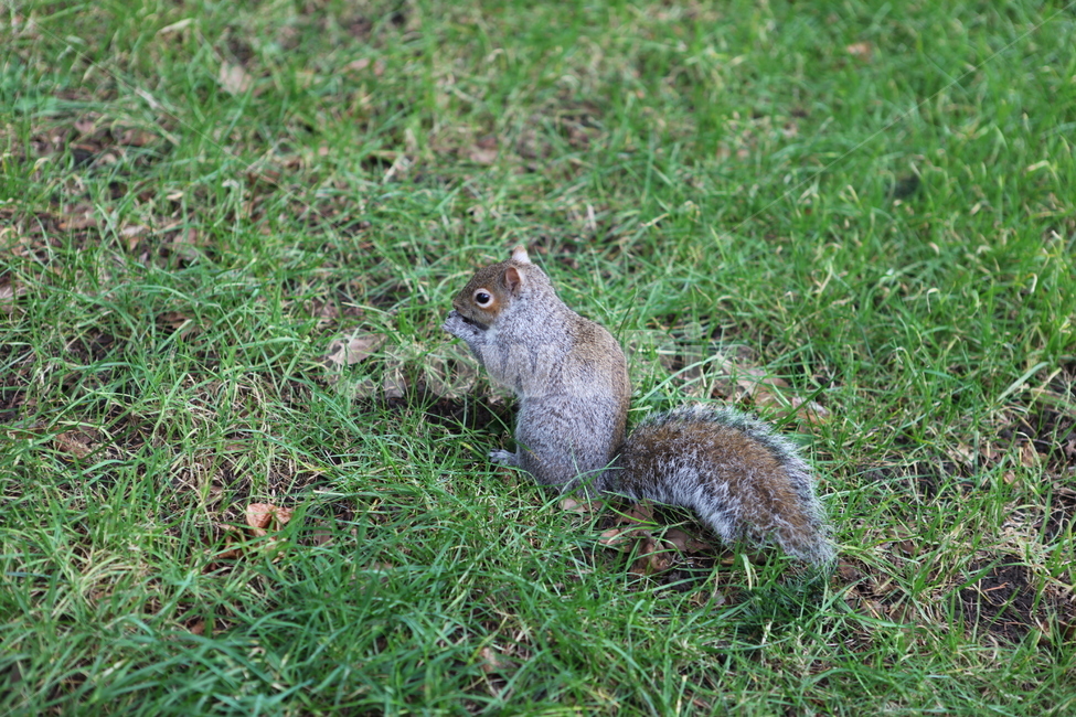공원,동물,다람쥐,귀여움,풀밭,동물,animal,포유류,mammal
