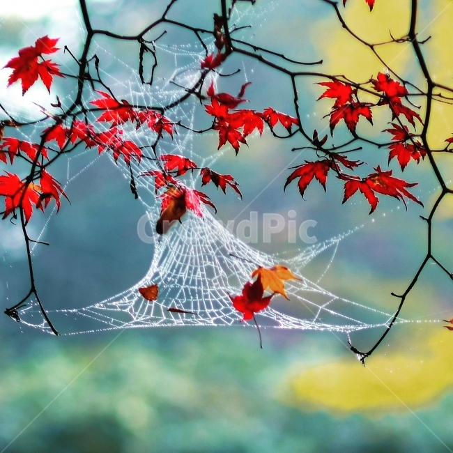 풍경,단풍,아침이슬,거미줄,자연,가을,계절,fall,autumn,season,plant,식물,leaf,잎