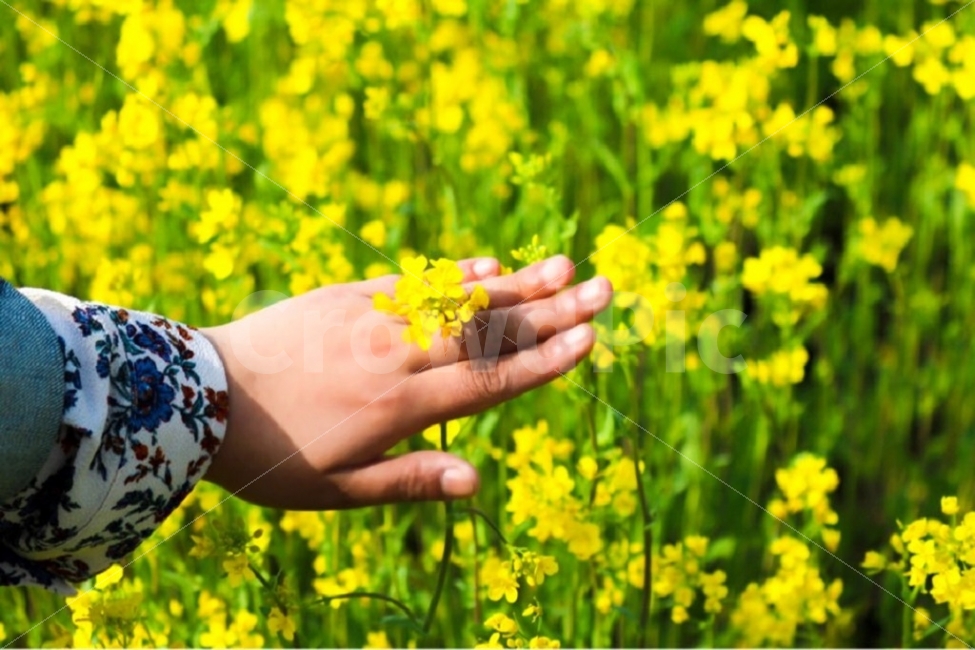 경주,봄사진,풍경사진,인증샷,유채꽃,풍경,나들이,나들이사진,봄,계절,spring,season,식물,자연,plants,nature,꽃,flower,사람,인물,인간,human,person,신체일부,몸,body,감성,sensible,feeling