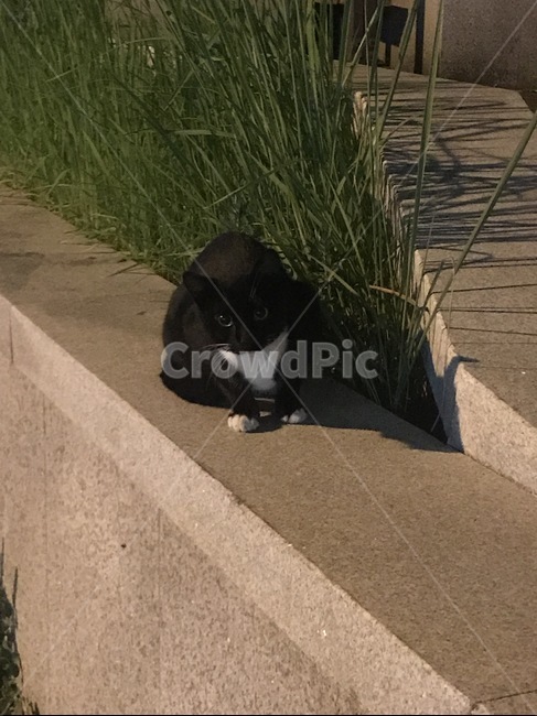 고양이,길고양이,동물,제주고양이,귀여운
