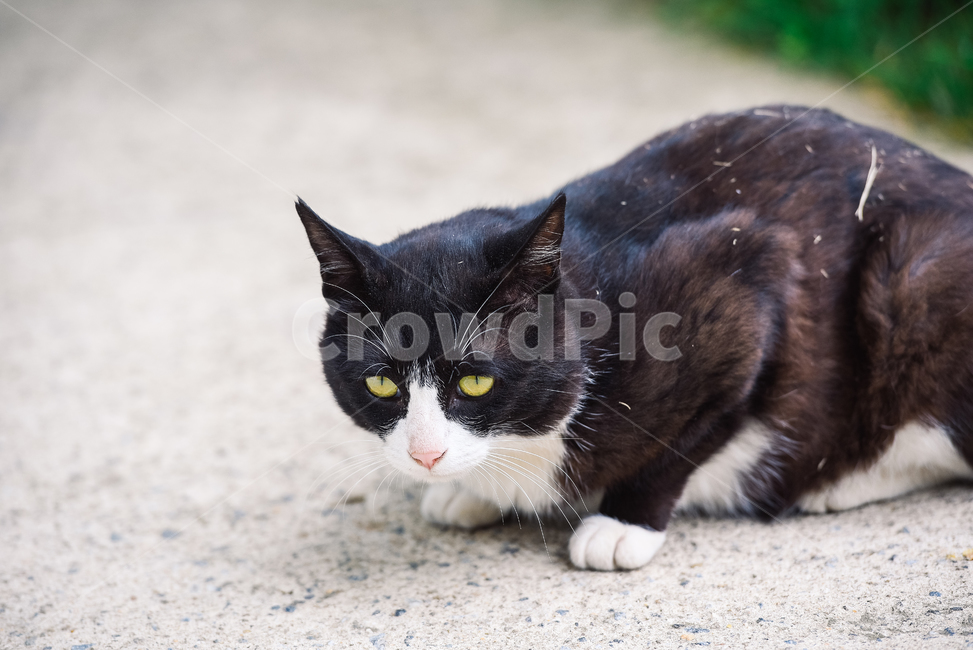 고양이,캣,냥냥이,길고양이,삼색이,치즈냥,냥,cat,동물,동물,animal,포유류,mammal,고양이,cat,kitten,kitty