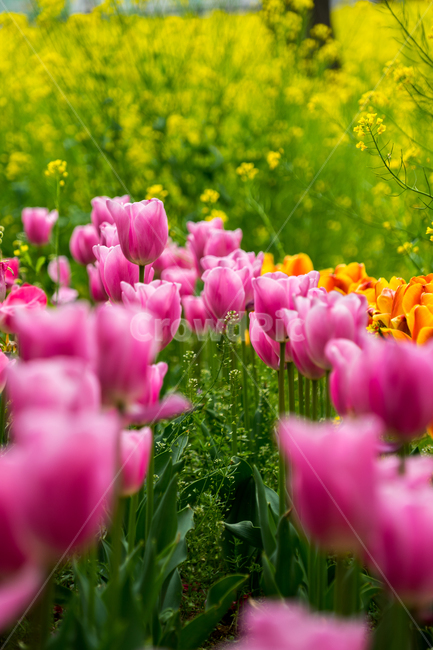 튤립,봄,꽃,분홍,근접,자연,식물,식물,자연,plants,nature,꽃,flower