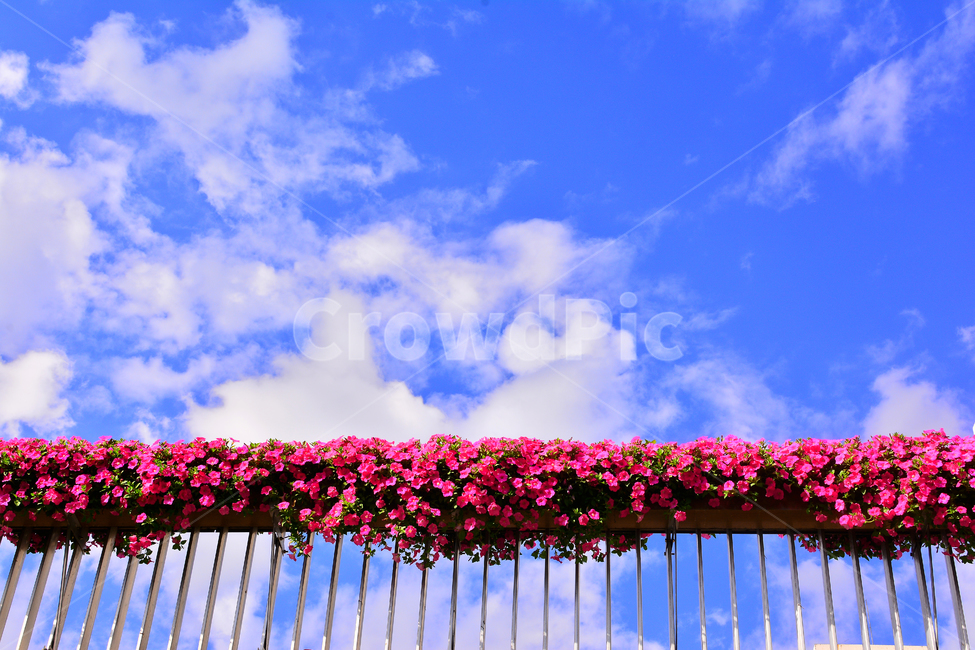 하늘,꽃,구름,가을하늘,파란하늘,가드레일,파란색,블루,푸른,blue,sky,flowers,background,백그라운드,배경,바탕,해맑은,청명,맑은날,식물,자연,plants,nature,꽃,flower